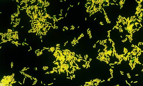 FISH Analysis of Microorganisms – Custom FISH